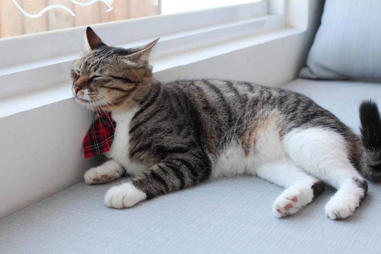 Cat At Greece Bed and Breakfast Nanwan Εξωτερικό φωτογραφία